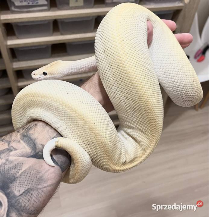 Biały pyton królewski Champagne Lesser het Pied Poznań
