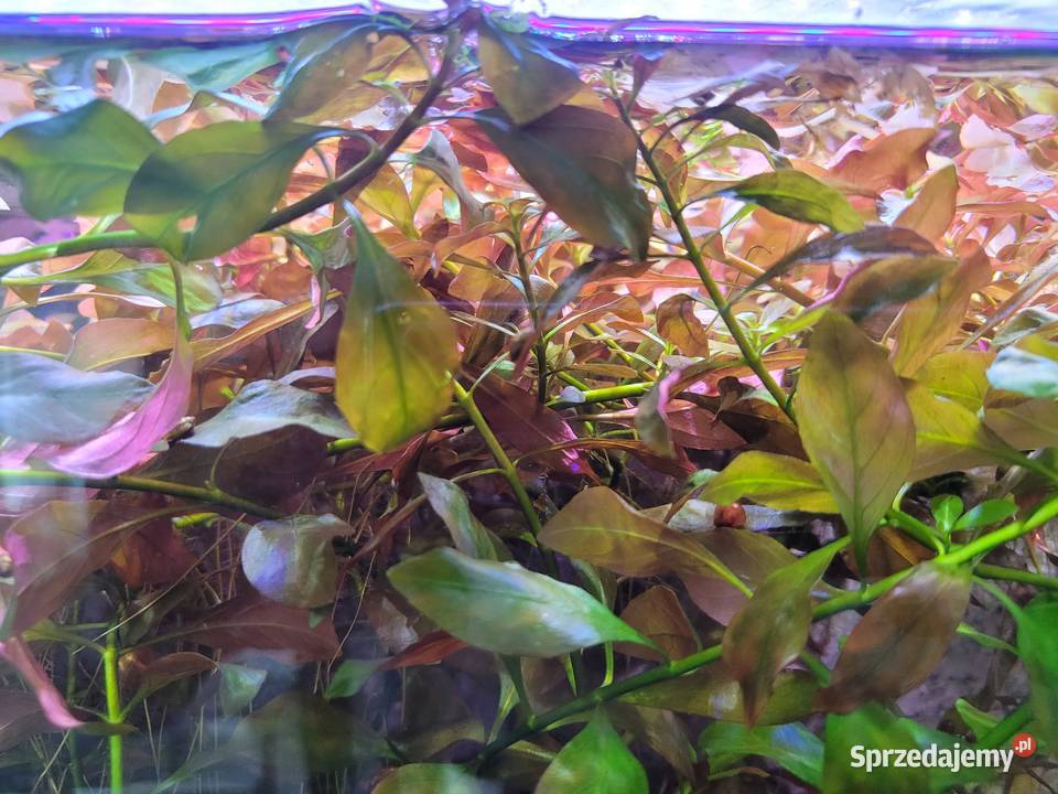 Ludwigia czerwona roślina akwariowa Lublin