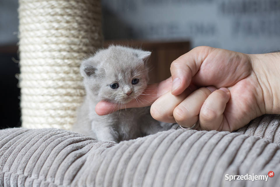 Brytyjski Kocur Krótkowłosy Liliowy Tęczowy Agat wielkopolskie Kaźmierz