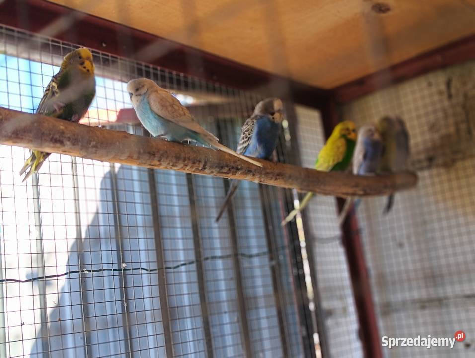 Papugi faliste Ptaki wielkopolskie Pniewy