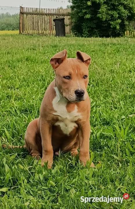 Szczeniak amstaff Łęczna