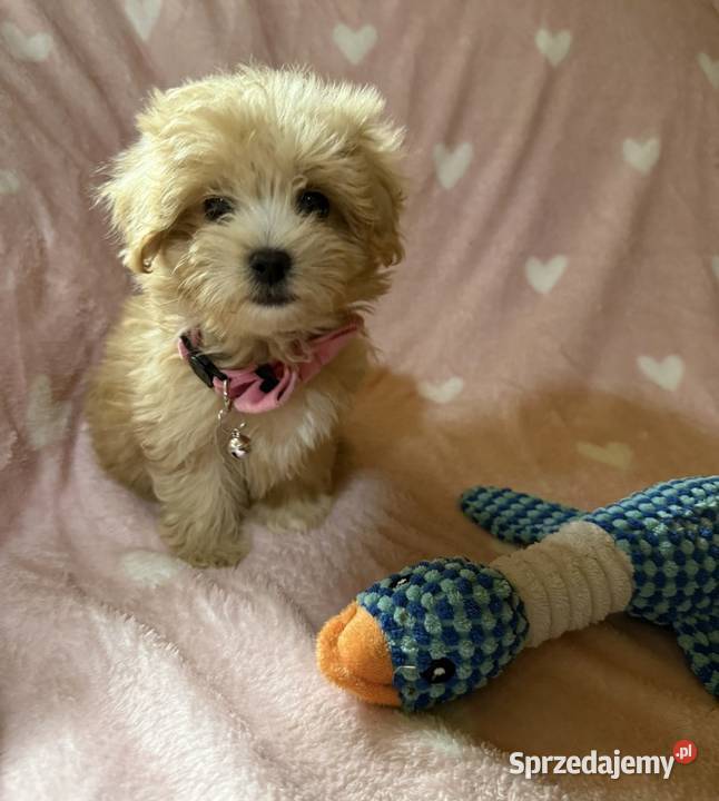 Maltipoo malutkie Maltańczykpudel toy Pozostałe Bielany Wrocławskie