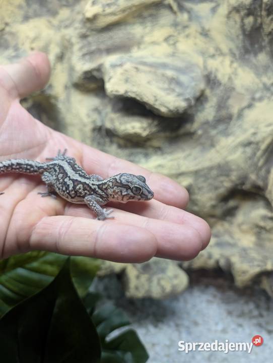 Gekon madagaskarski warmińsko-mazurskie Olsztyn