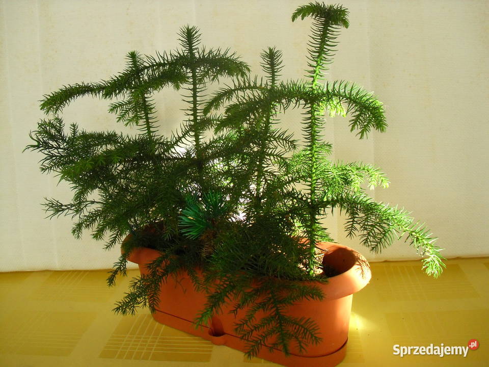 Kwiat trzy w jednym Bielawa