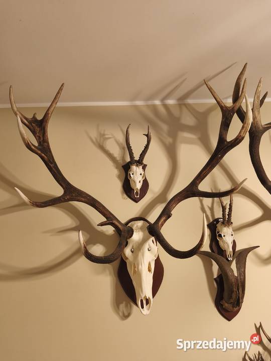 Poroże sprzedam Białystok