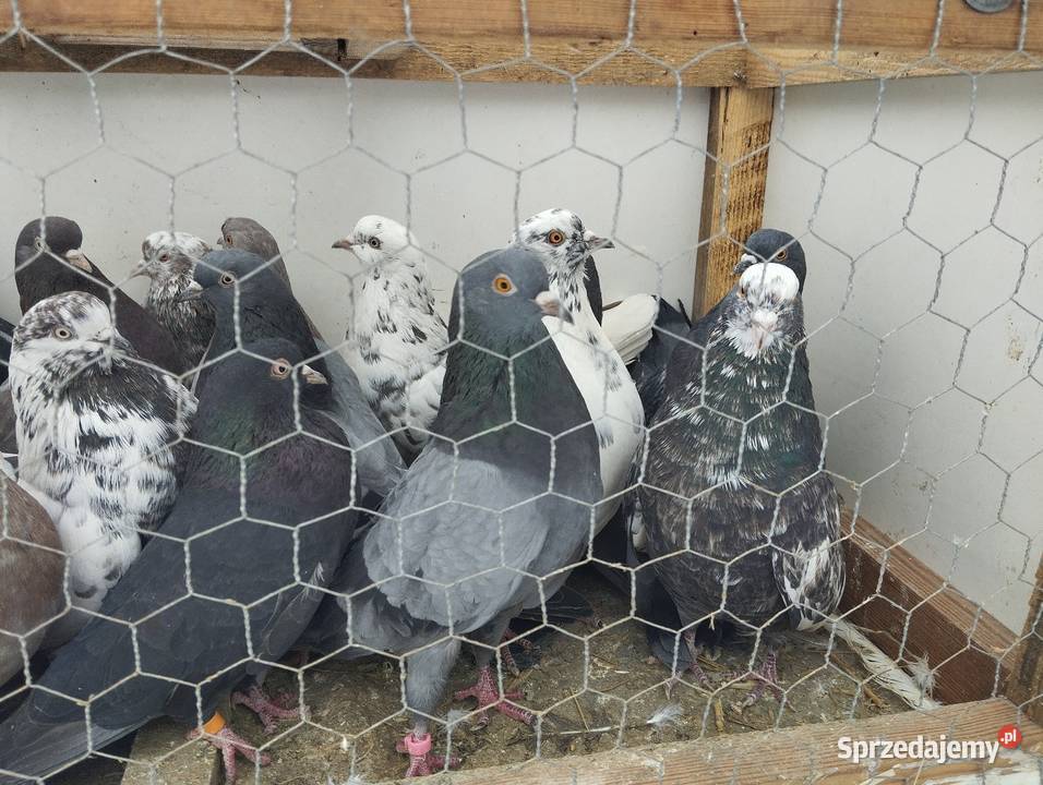 Orlikszaryk Majdan Krasieniński sprzedam