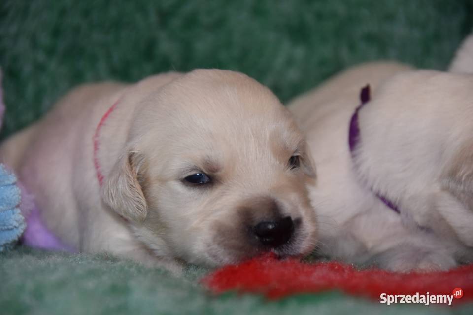 Golden Retriever szczenięta Zkwp fci