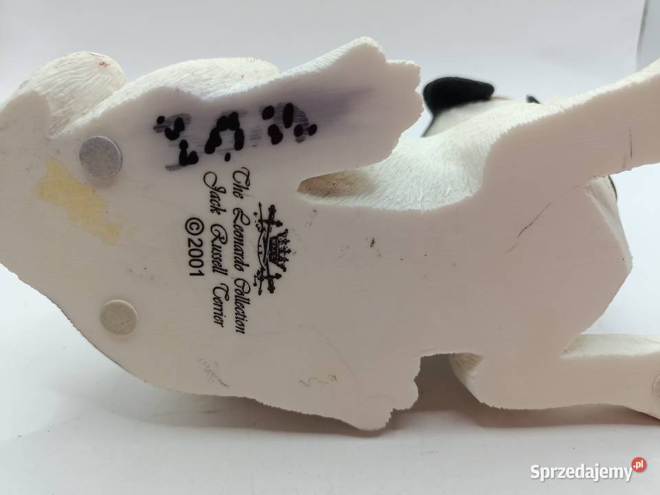 Pies Leonardo Jack Russell terrier