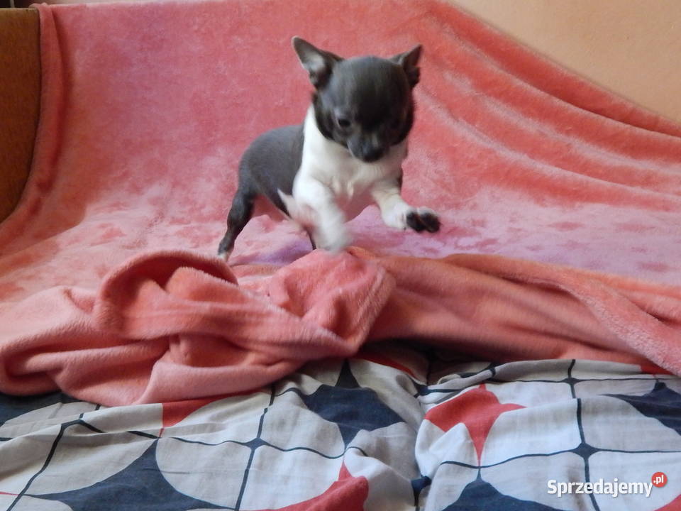 Błękitny piesek z posrebrzeniem i pozłoceniem Częstochowa