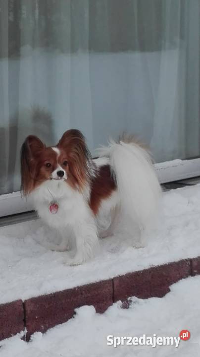 Papillon piesek ZKwP Championach Rzeszów sprzedam