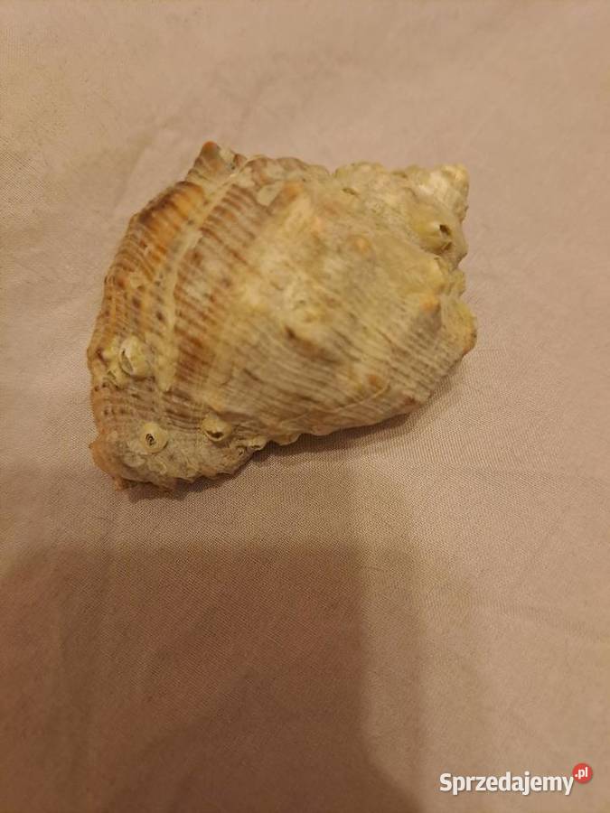 Muszla ozdobna 8 Kolekcje Wrocław