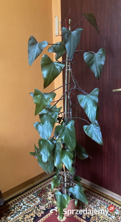 Piękny filodendron Philodendron King of Spades Kraków