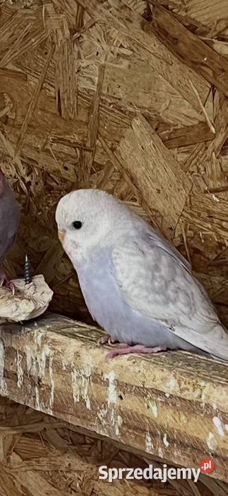 Papugi faliste tęczowe Sośnicowice