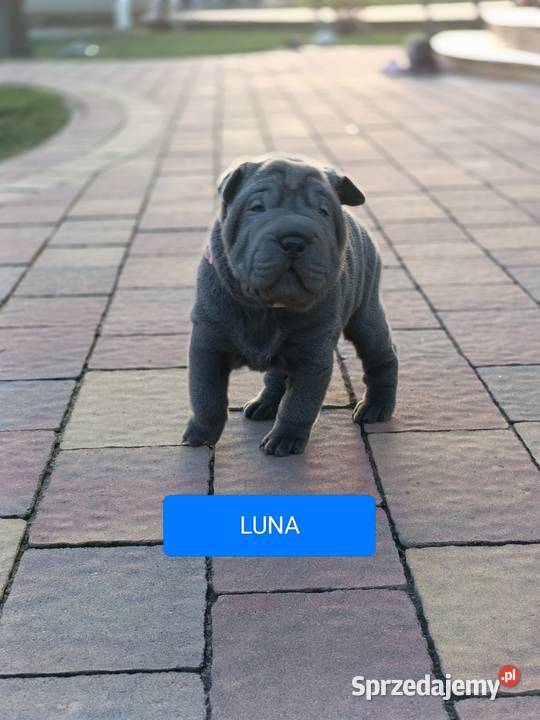 Szczenięta shar pei rodowód Wyszków