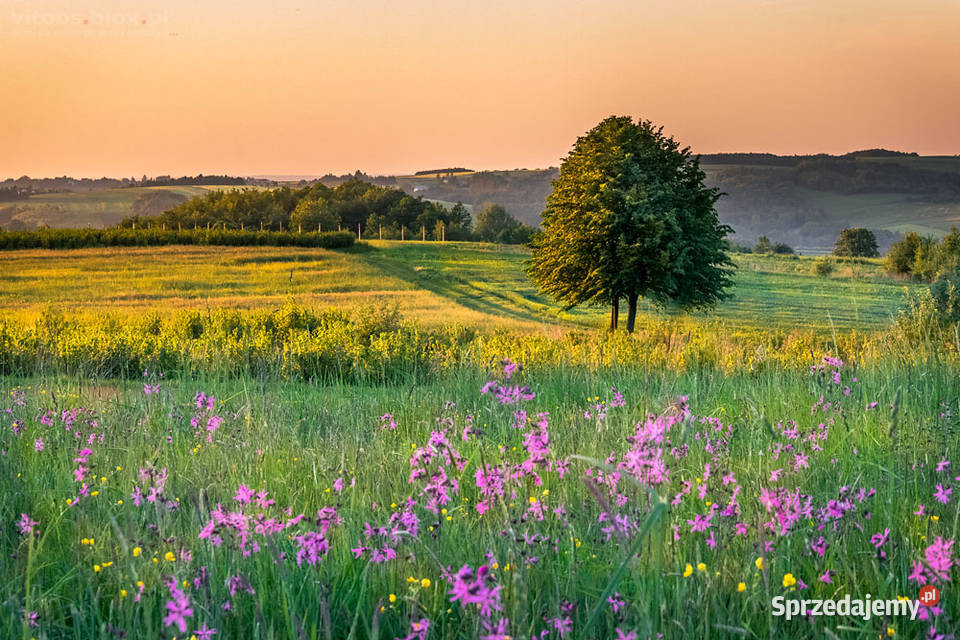 Pole łąki pod uprawy rolne Rolnictwo Brudzowice