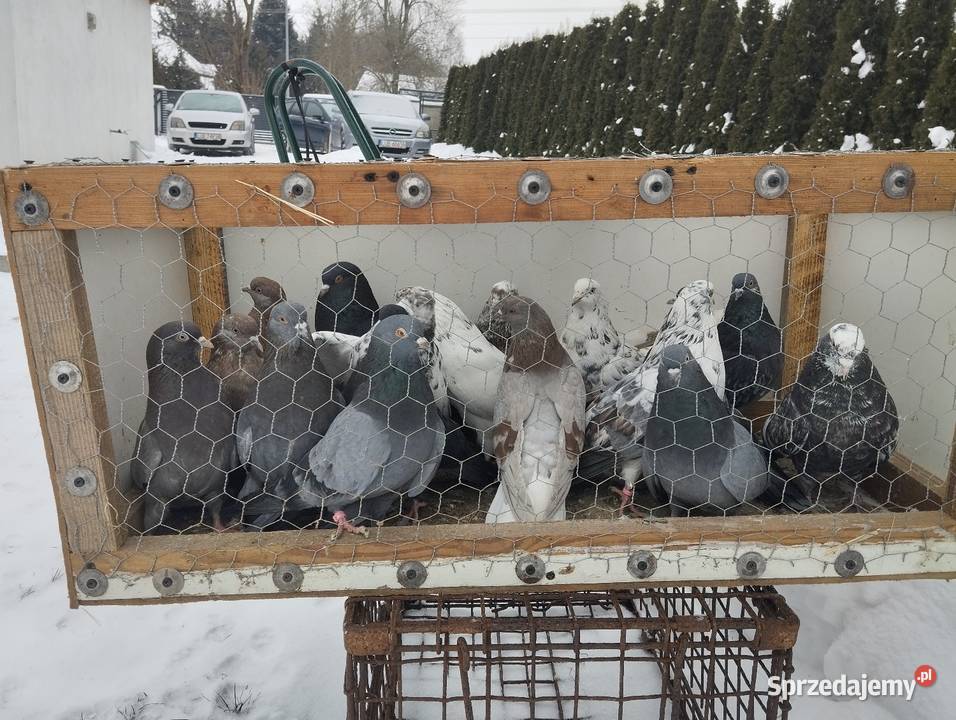 Orlikszaryk Majdan Krasieniński