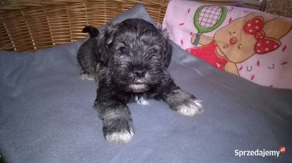 sznaucer miniaturowy szczenięta Sznaucer Lubień Kujawski