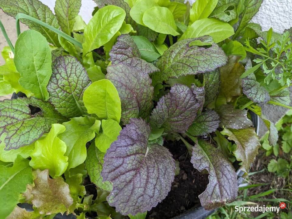 Salata lodygowa nasiona świata 30 gatunkow małopolskie Kraków sprzedam