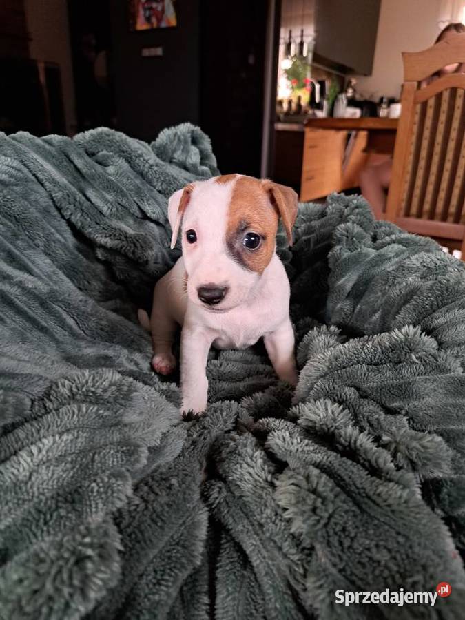 Jack Russell Terrier Kościerzyna