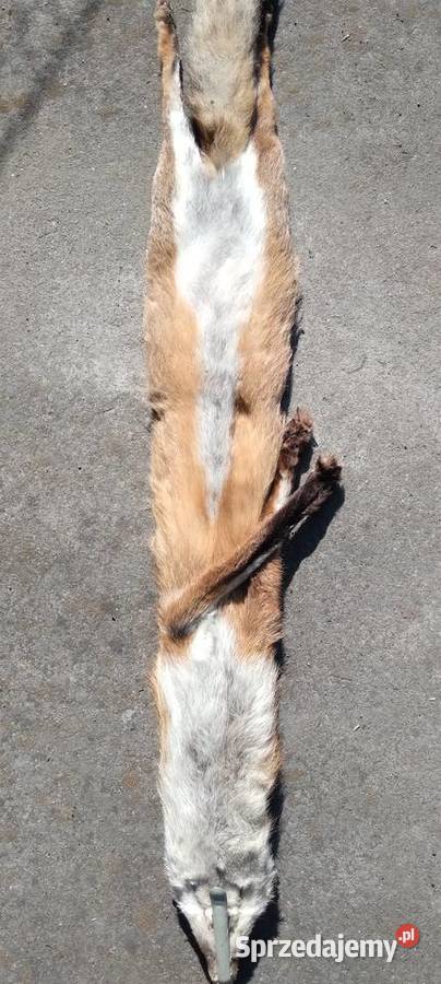 Etola szal z lisa z PRL