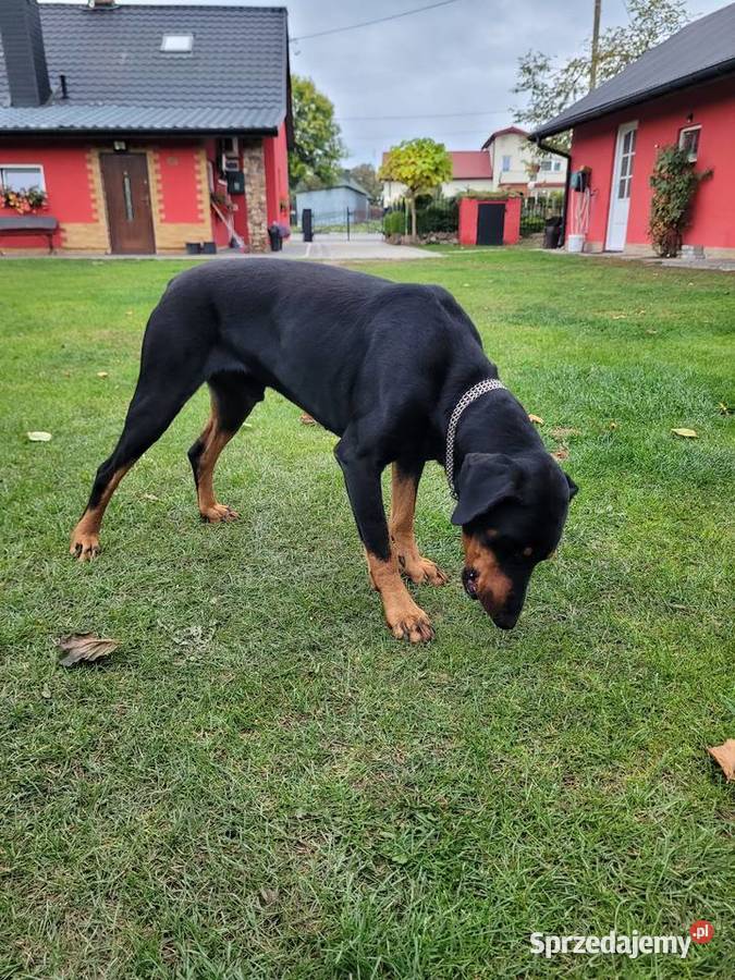 Szczeniak rasy Doberman Staszów