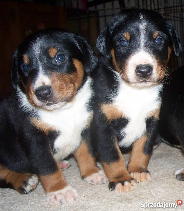 Appenzeller Szwajcarski pies pasterski Żelechów
