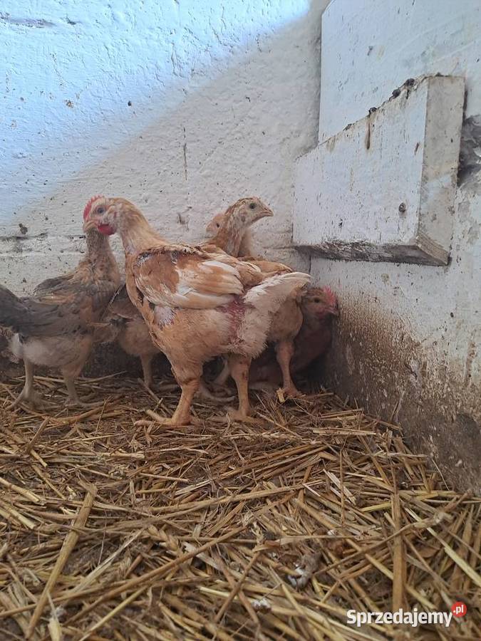 GĘSI kołudzkie białe suwalskie landes kubańskie Radwan