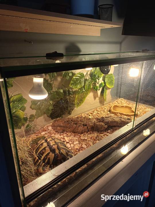 ŻÓŁW GRECKI TESTUDO HERMANNI Gady i płazy Lyski