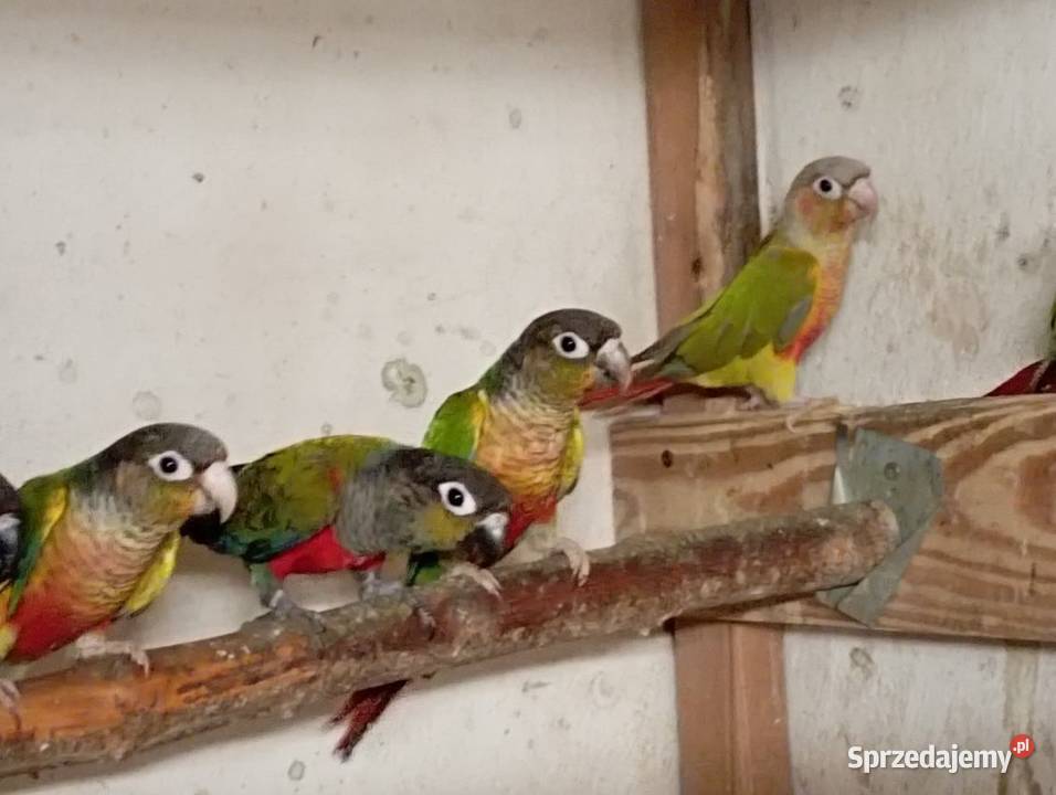 Rudosterki zielonolice Żory sprzedam