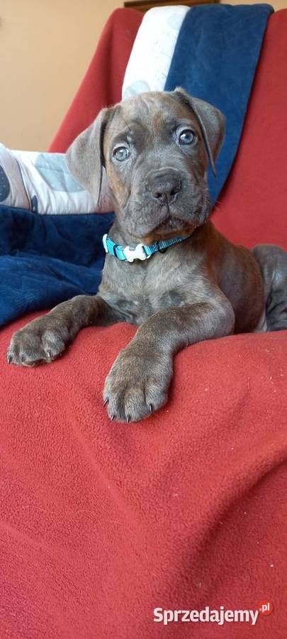 Cane Corso Ksin Fargo Fci kujawsko-pomorskie Lipno