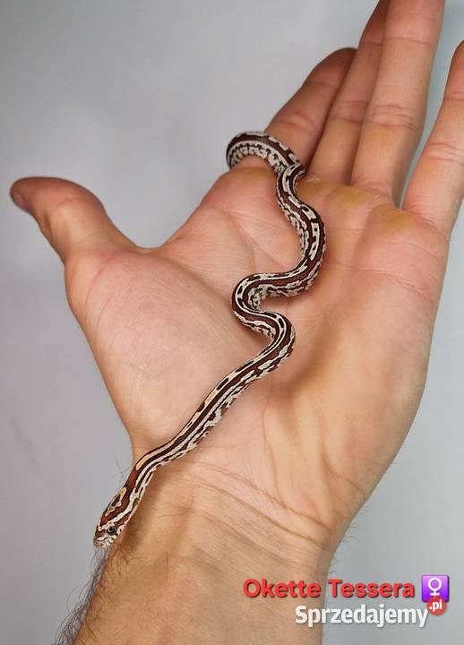 Węże zbożowe młode Gady i płazy Knurów