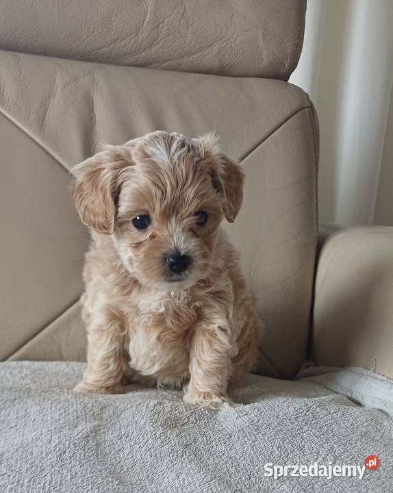Śliczne Maltipoo F1 Gorlice