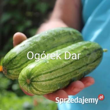 Nasiona Ogórek rosyjski Wierasen wrzesień