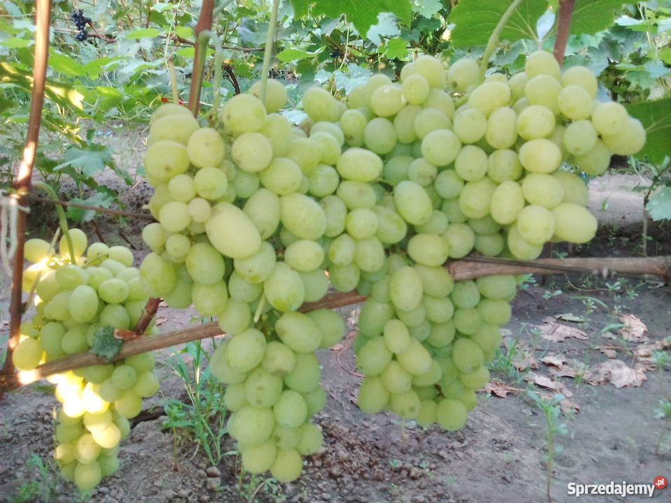 Sadzonki winorośli Ukraina Lubień