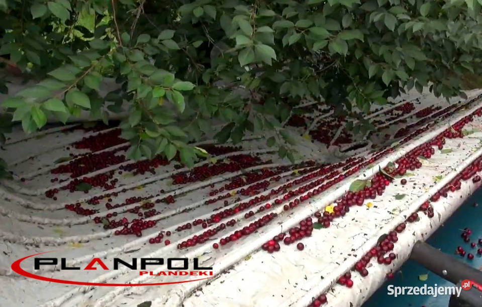 PLANDEKA OTRZĄSARKA do wiśni Kombajn sadowniczy Starachowice