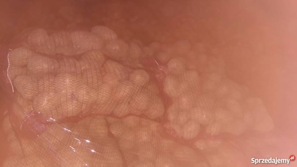 Sprzedam ziemniaki jadalne Marabell Bellarosa Rośliny okopowe Borów-Kolonia sprzedam