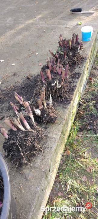 Kanna czerwona Komornica