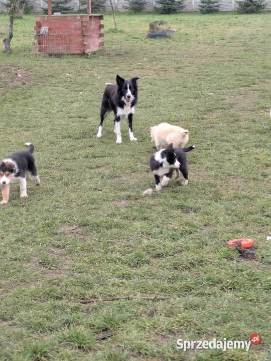 Border Collie Wołów