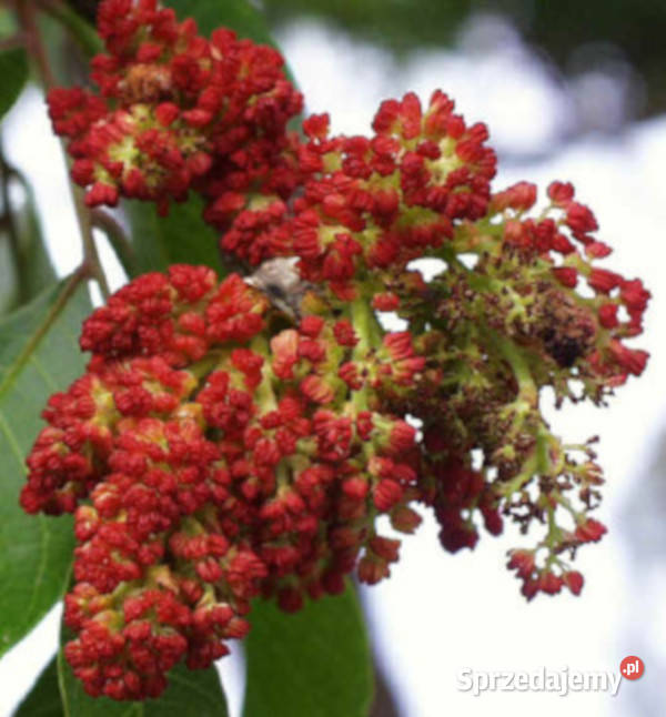 PISTACJA CHIŃSKA Pistacia chinensis NASIONA 150 Lubanie