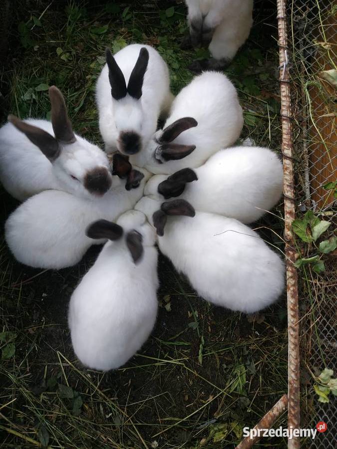 Króliki rasowe Lublin