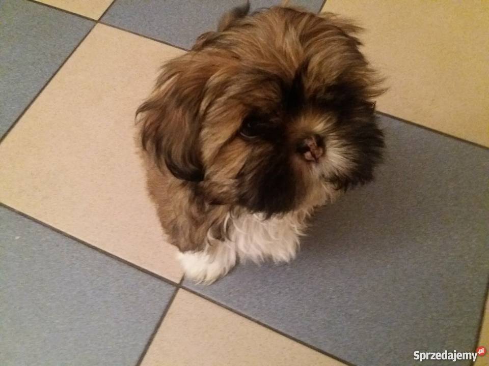 Szczenięta shih tzu Psy Wieluń