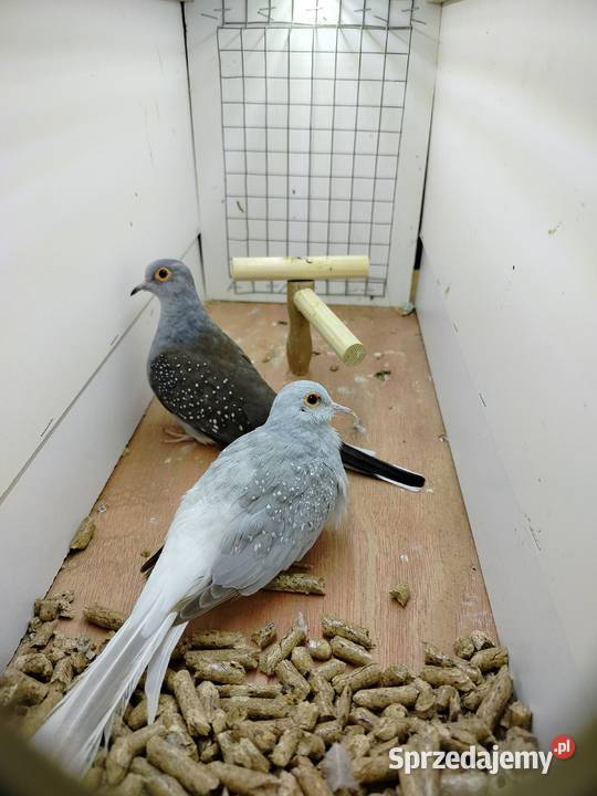 Gołąbki para 2025 podkarpackie Jarosław