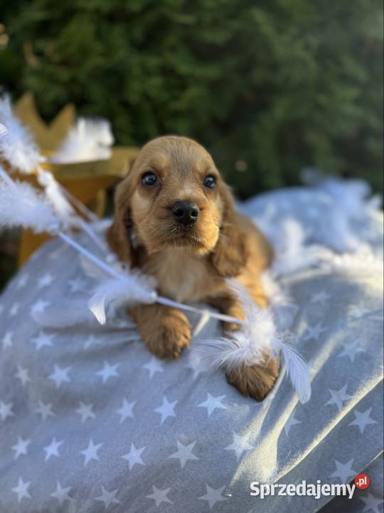 Cudowna złota sunia Cocker Spaniel Angielski z Kraków sprzedam