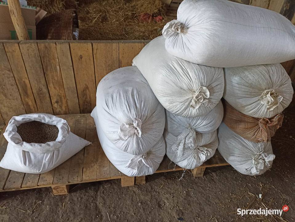 Łubin wąskolistny gorzki mazowieckie Wólka Łagowska sprzedam