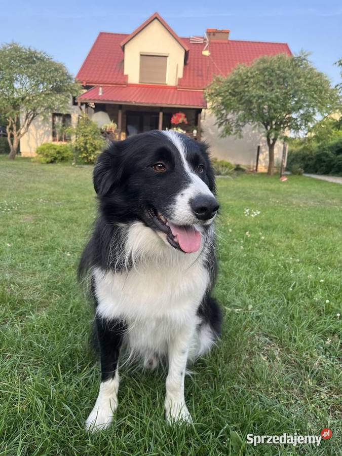 Border Collie szczeniaki Mielec