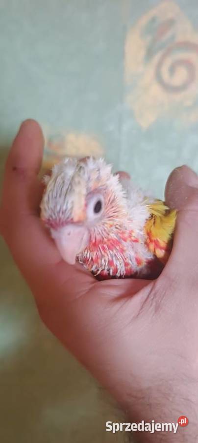 Papugi rudosterki ręcznie karmione Ptaki Tychy