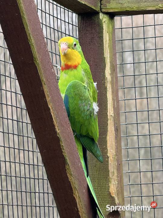 Samiec Barabanda 2024 Wieliczka