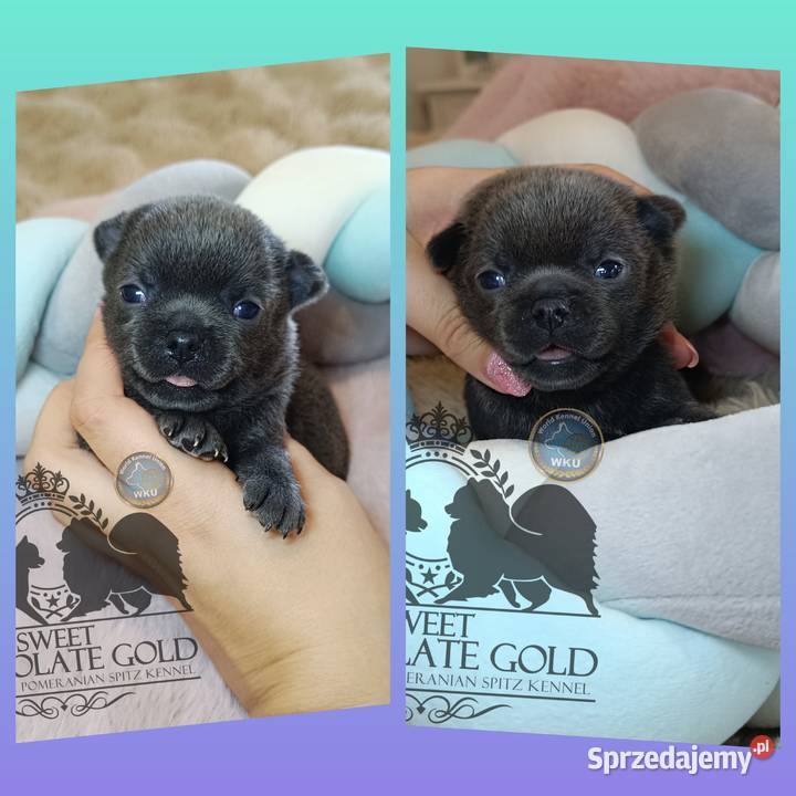 Chihuahua piesek blue niebieski krótkowłosy Warszawa