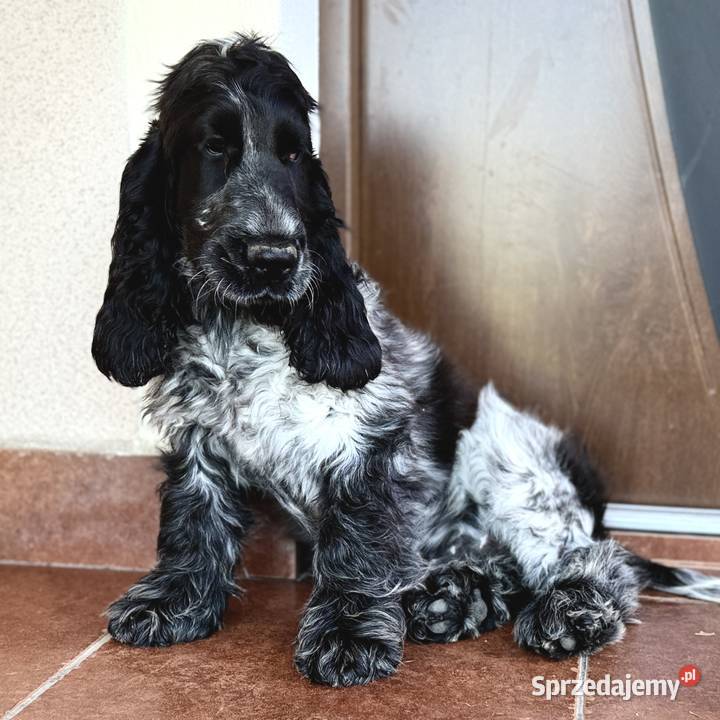 Szczeniak piesek cocker spaniel angielski Psy Pacanów sprzedam