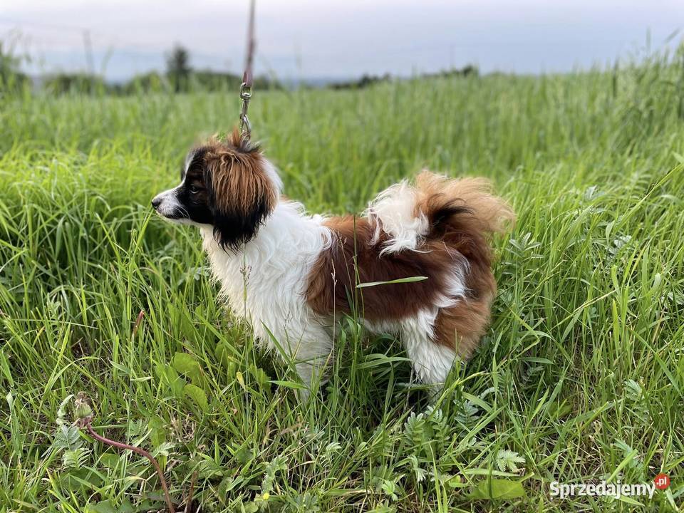 Spaniel kontynentalny miniaturowy phalene nie Psy Rudzica